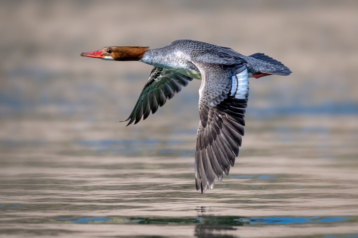 Common merganser-05953-Edit.jpg