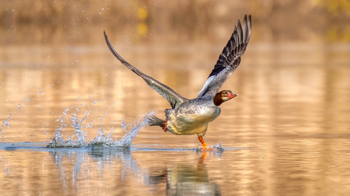 Common merganser-09813-Edit.jpg