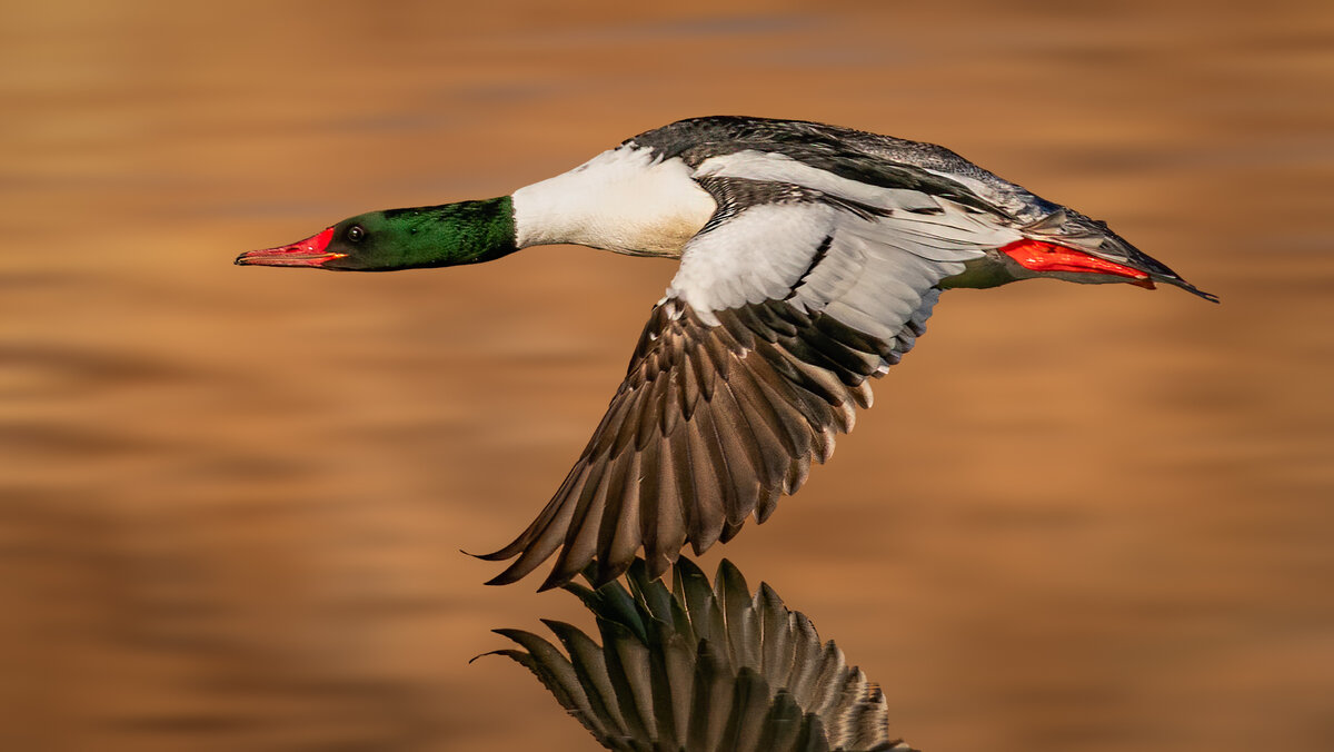 Common merganser-3186-Edit-Edit-Edit-2.jpg
