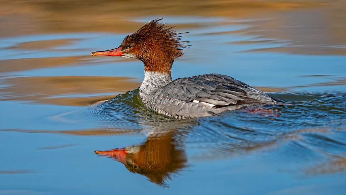Common merganser-4751-Edit.jpg