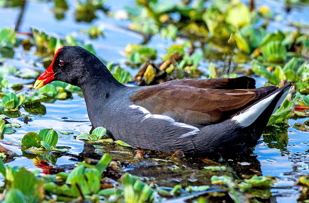 Common Moorhen (1 of 1).jpg