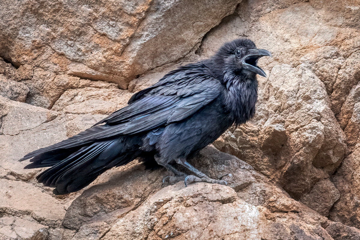 Common raven-06787-newest.jpg