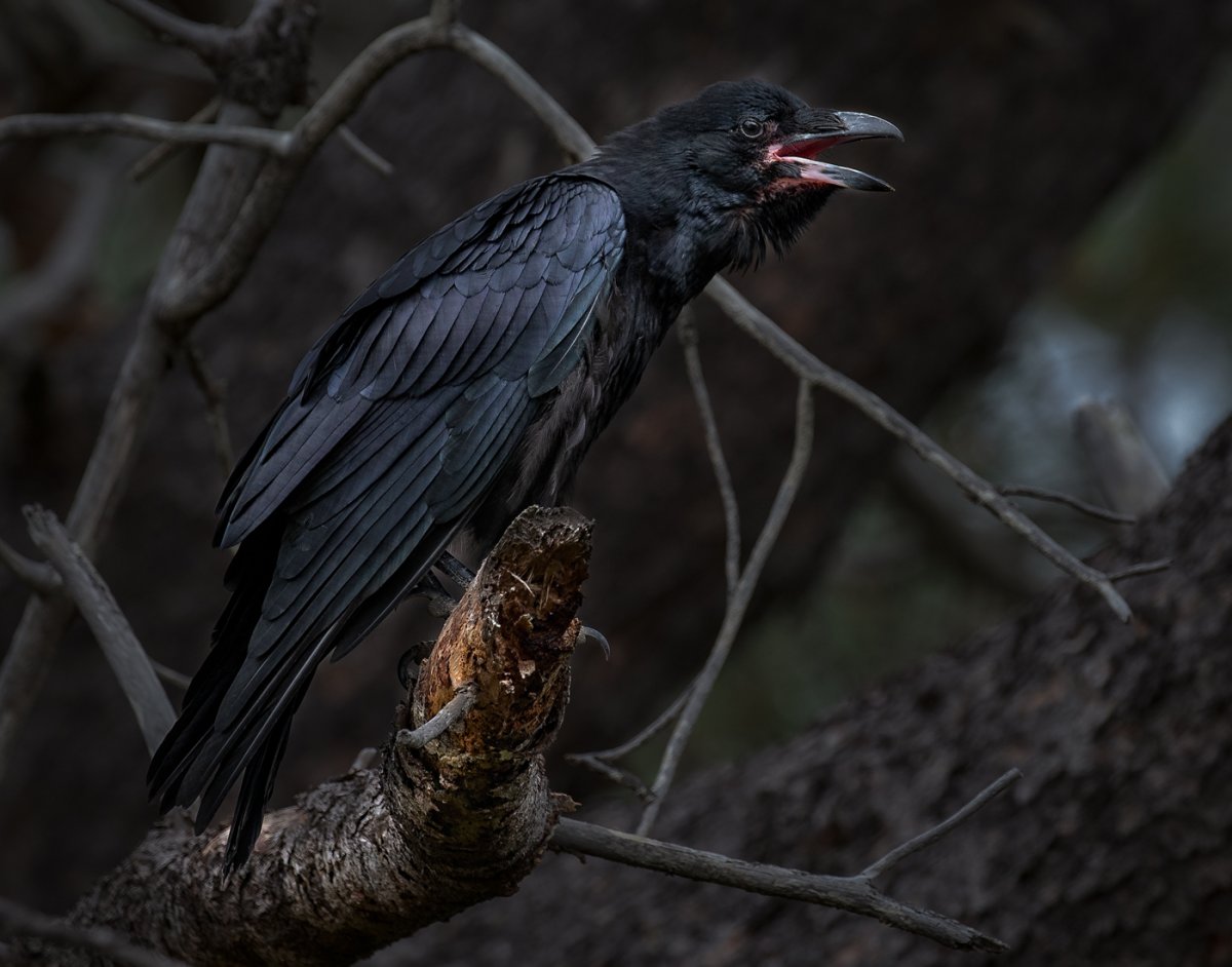 Common Raven-1066-Edit-2.jpg
