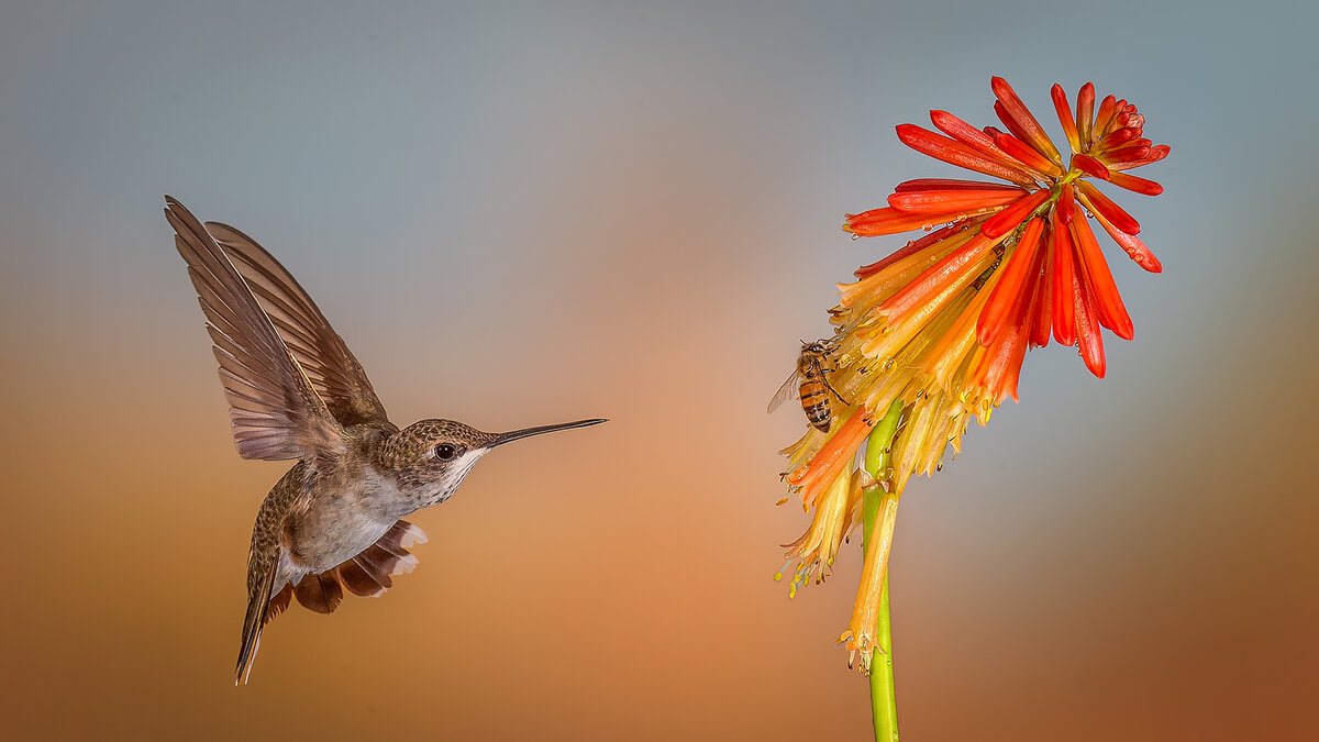 Competing for nectar.jpg