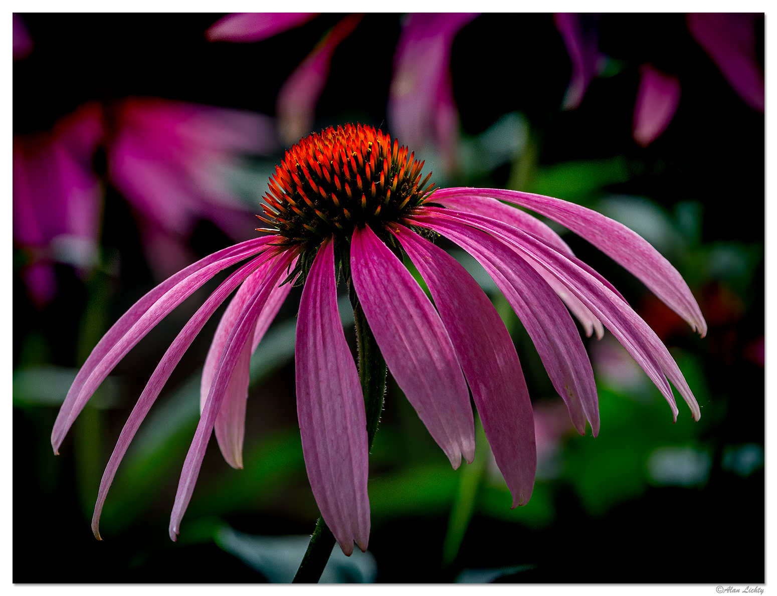 ConeFlower-P.jpg