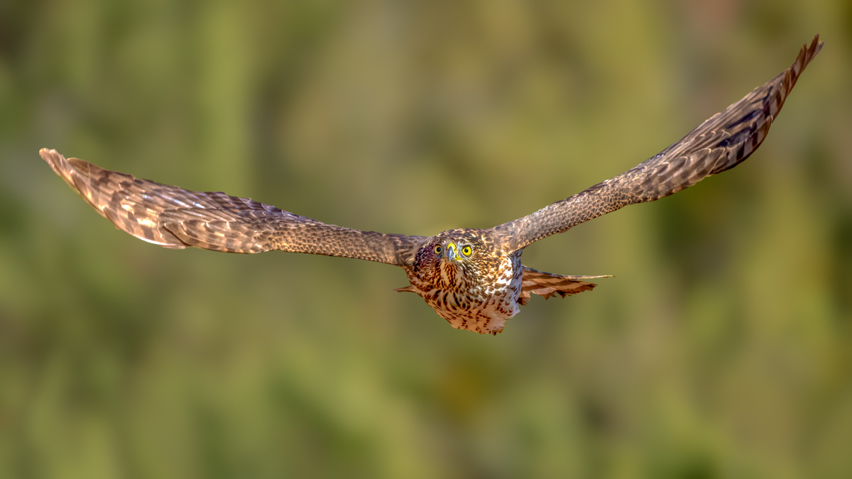 Cooper's Hawk-04807-Edit.jpg