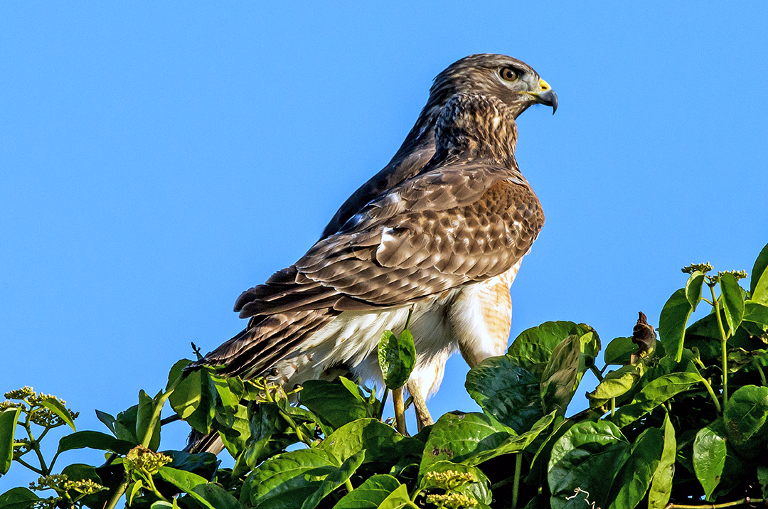 Cooper's Hawk (1 of 1)-2.jpg