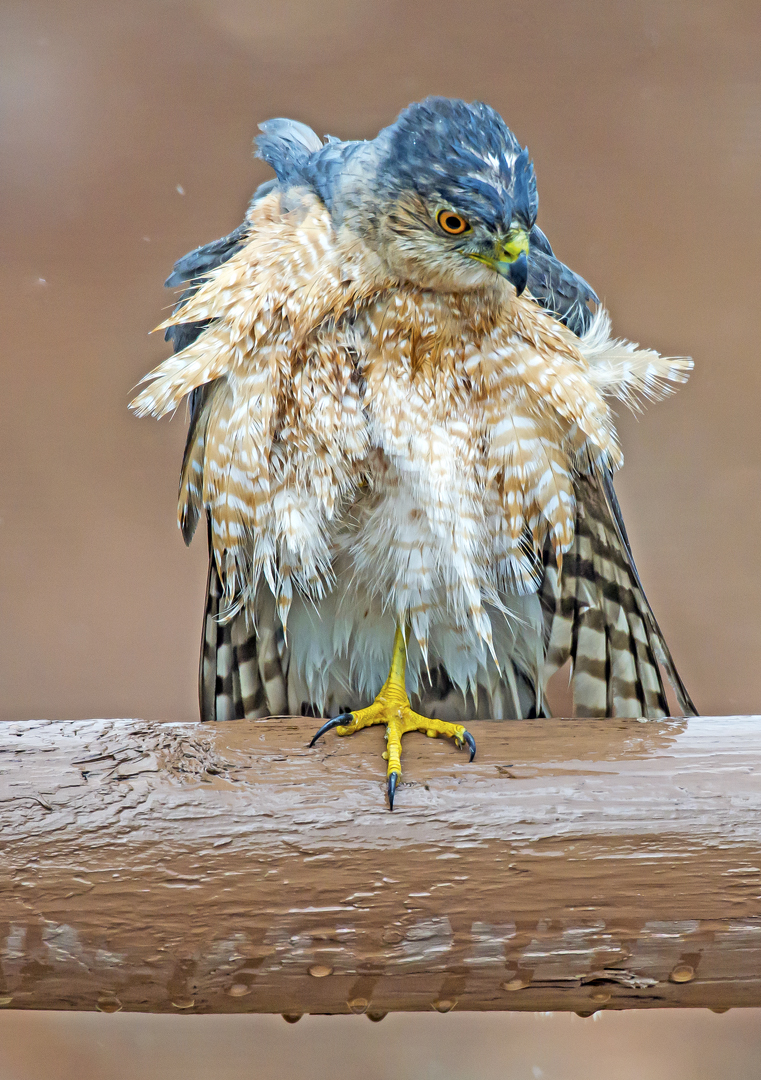 Cooper's Hawk bad feather day.jpg