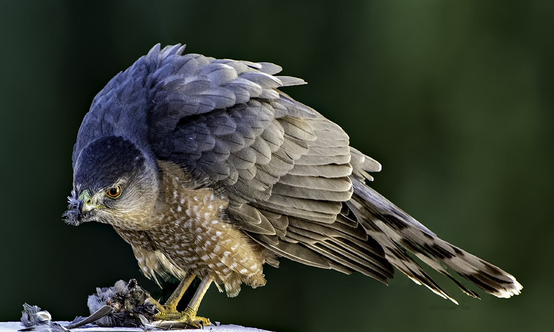 Cooper's Hawk eating III-Edit.jpg
