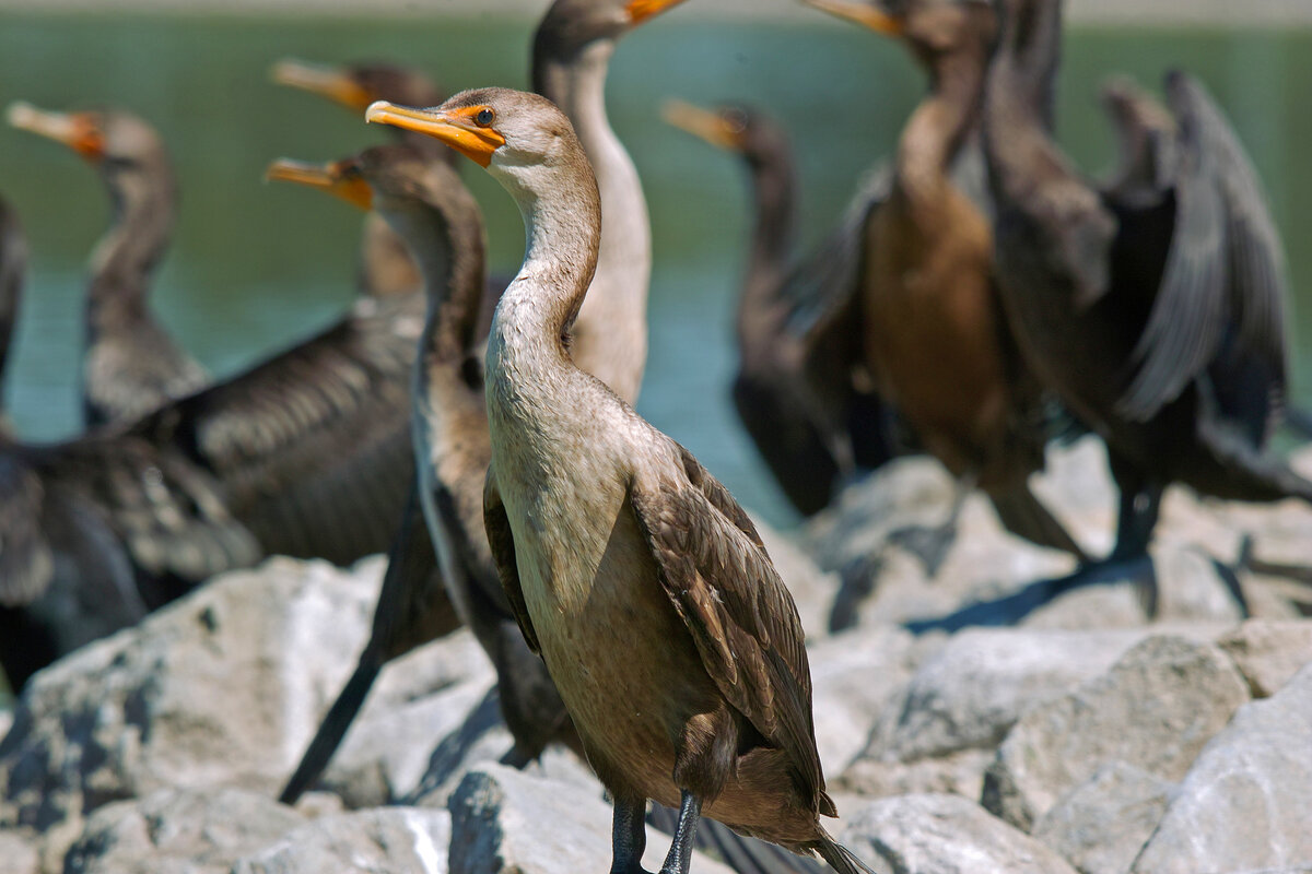cormorant.jpg