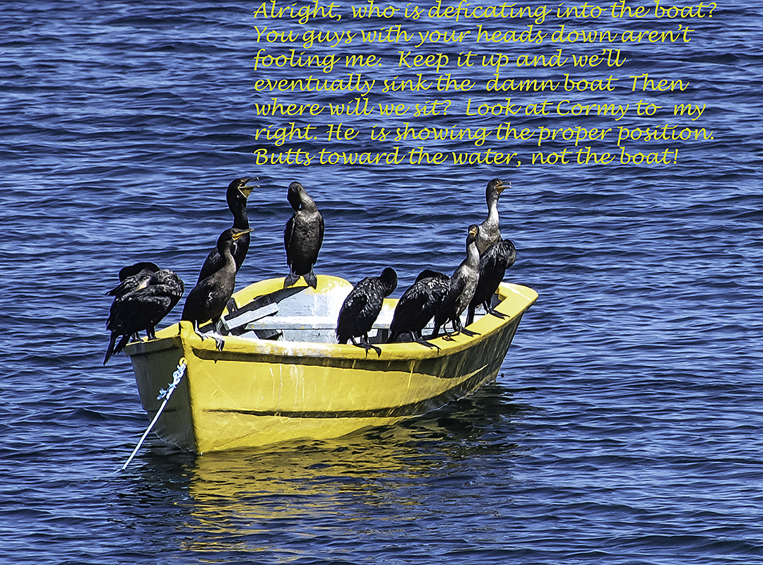 Cormorants on a yellow boat.jpg