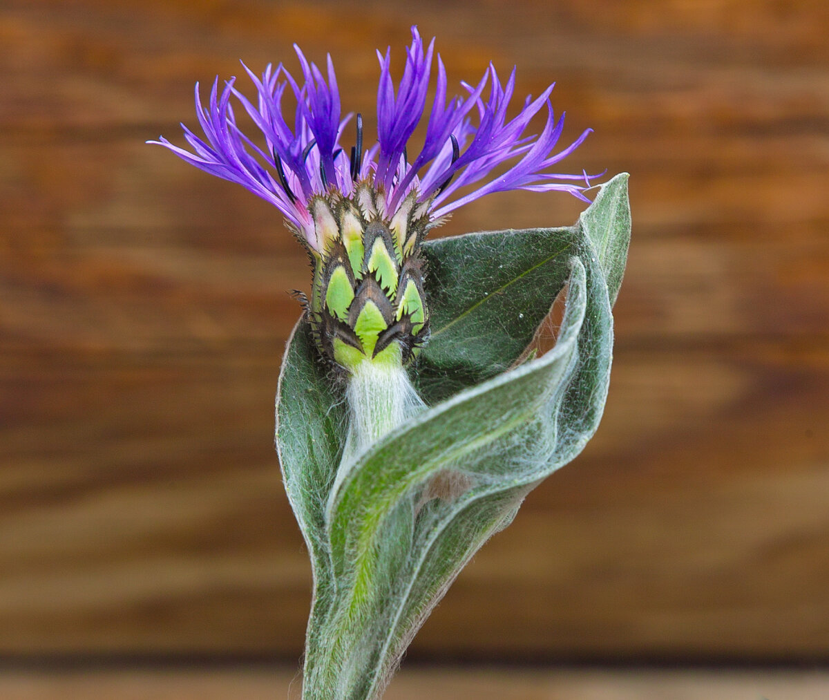 Cornflower.jpg
