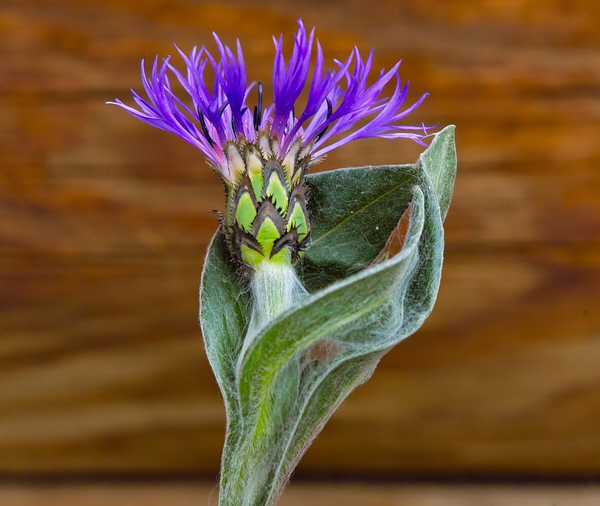 Cornflower.jpg