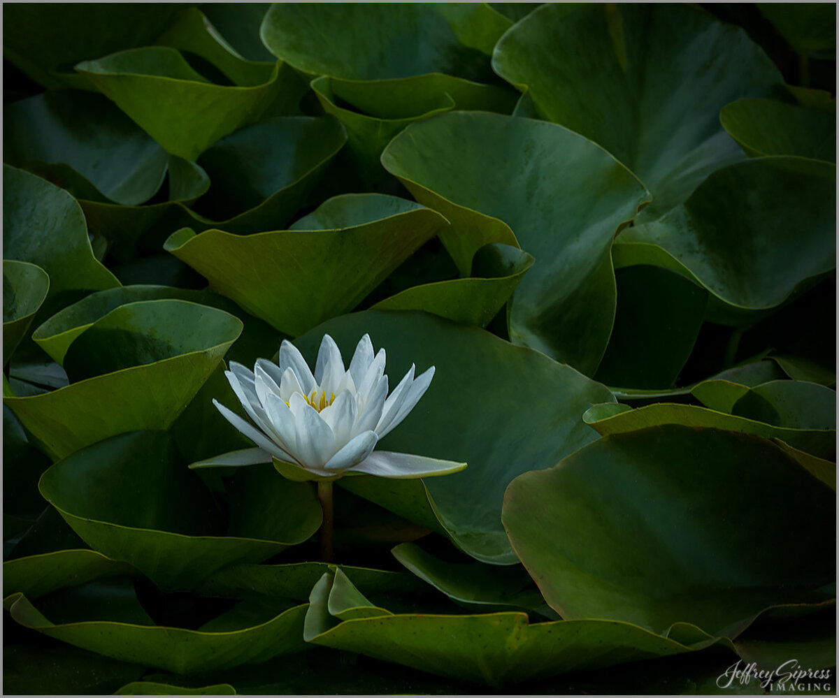 cornvillelilly1.jpg