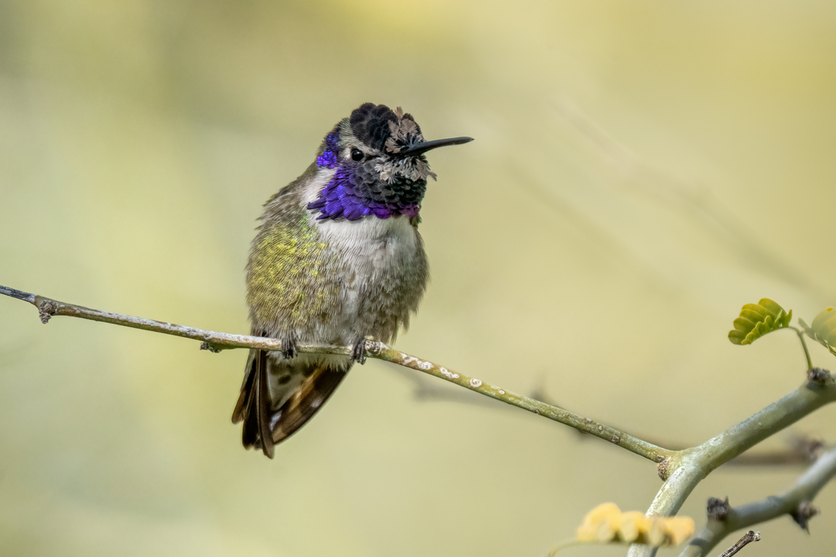 Costa's hummingbird-01051-Edit.jpg