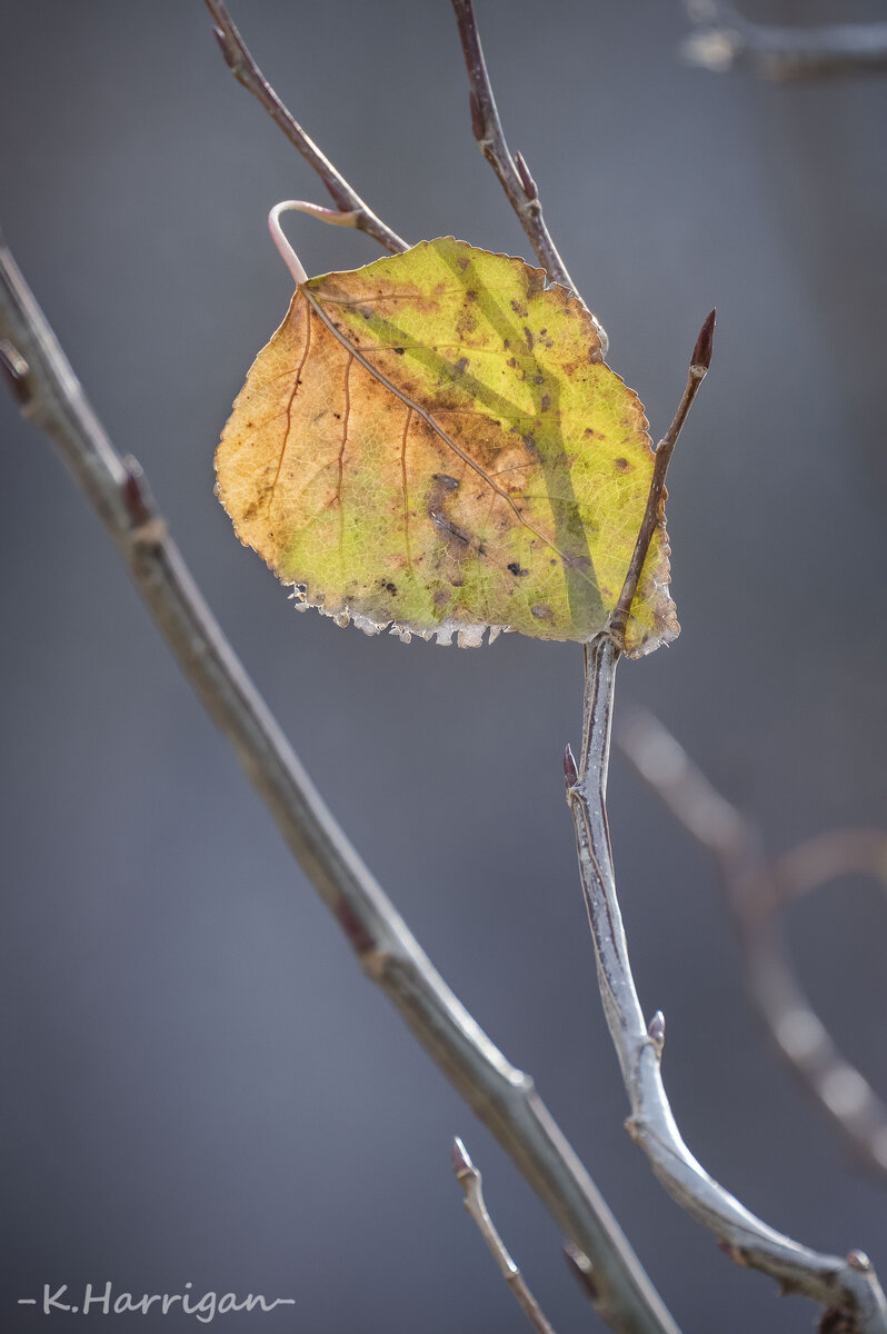 Cottonwood leaf.jpg