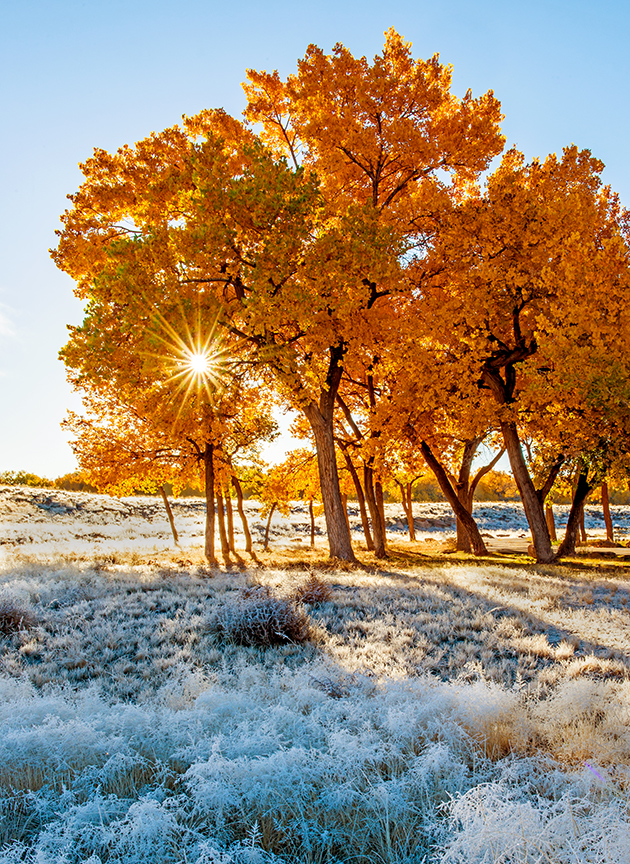 cottonwoods and frost III.jpg