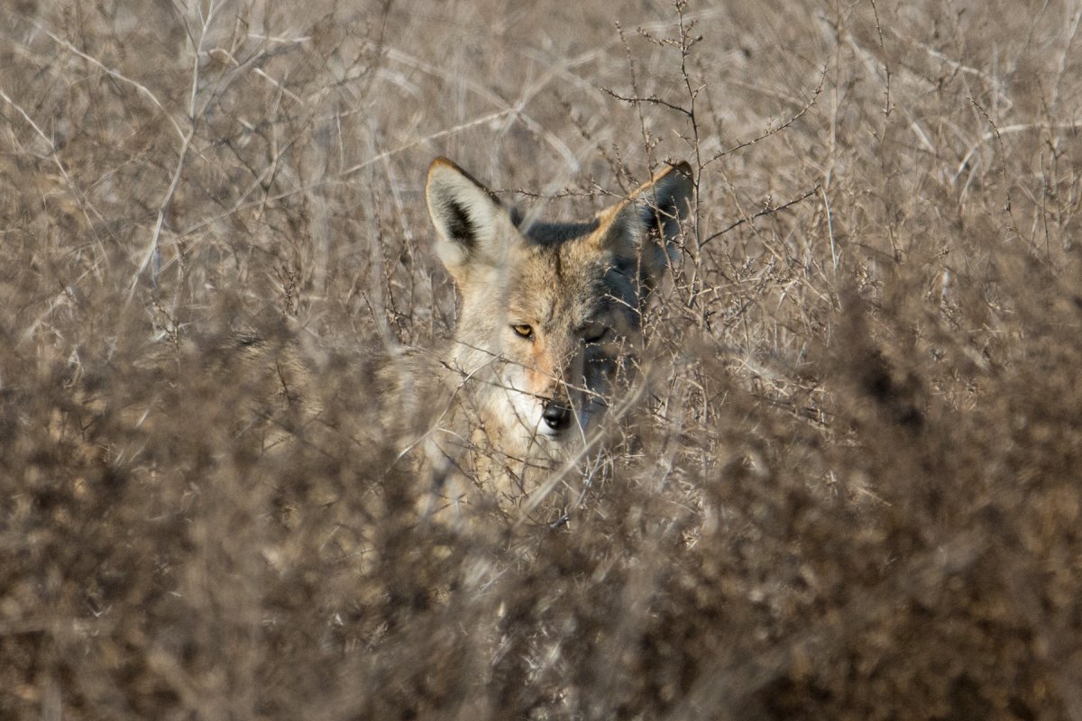 Coyote - 07.jpg