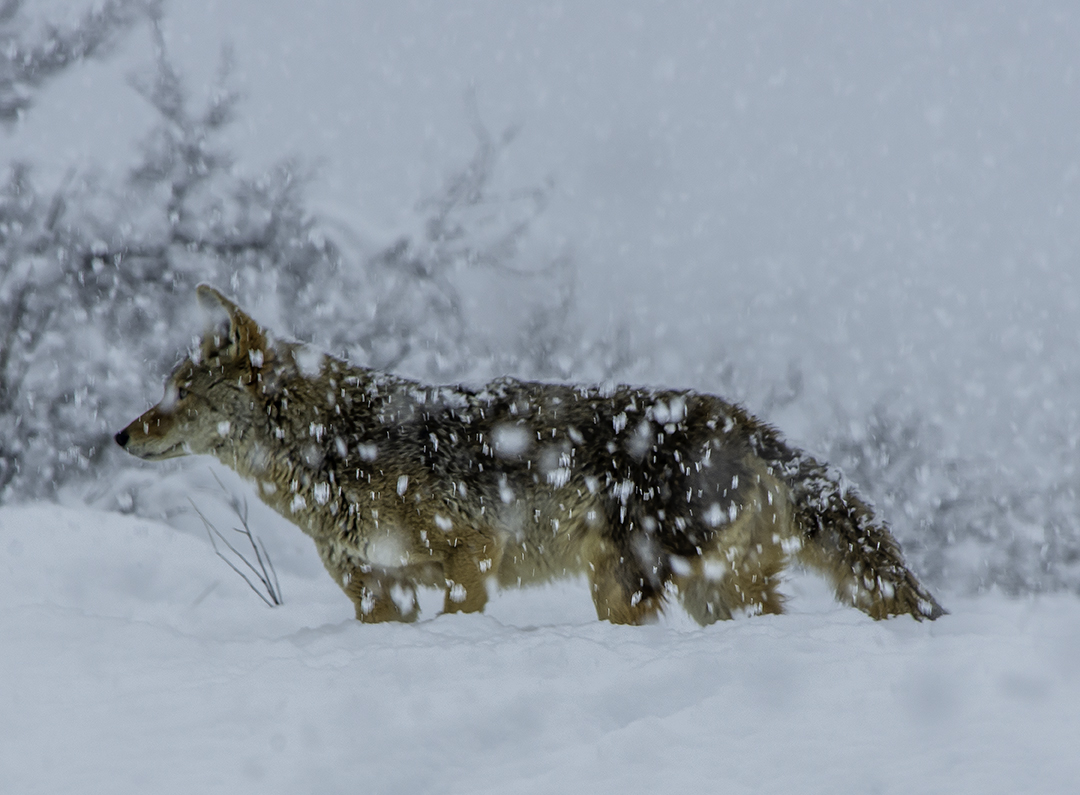 Coyote in heavy snow..jpg