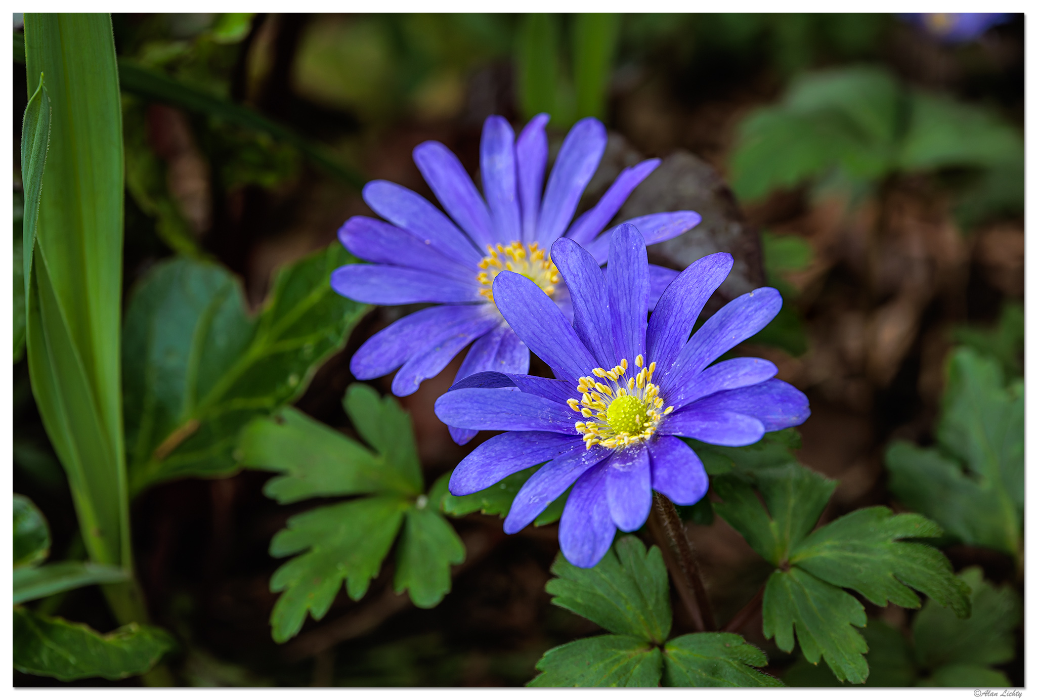 CR5m2_Anemone031926.jpg