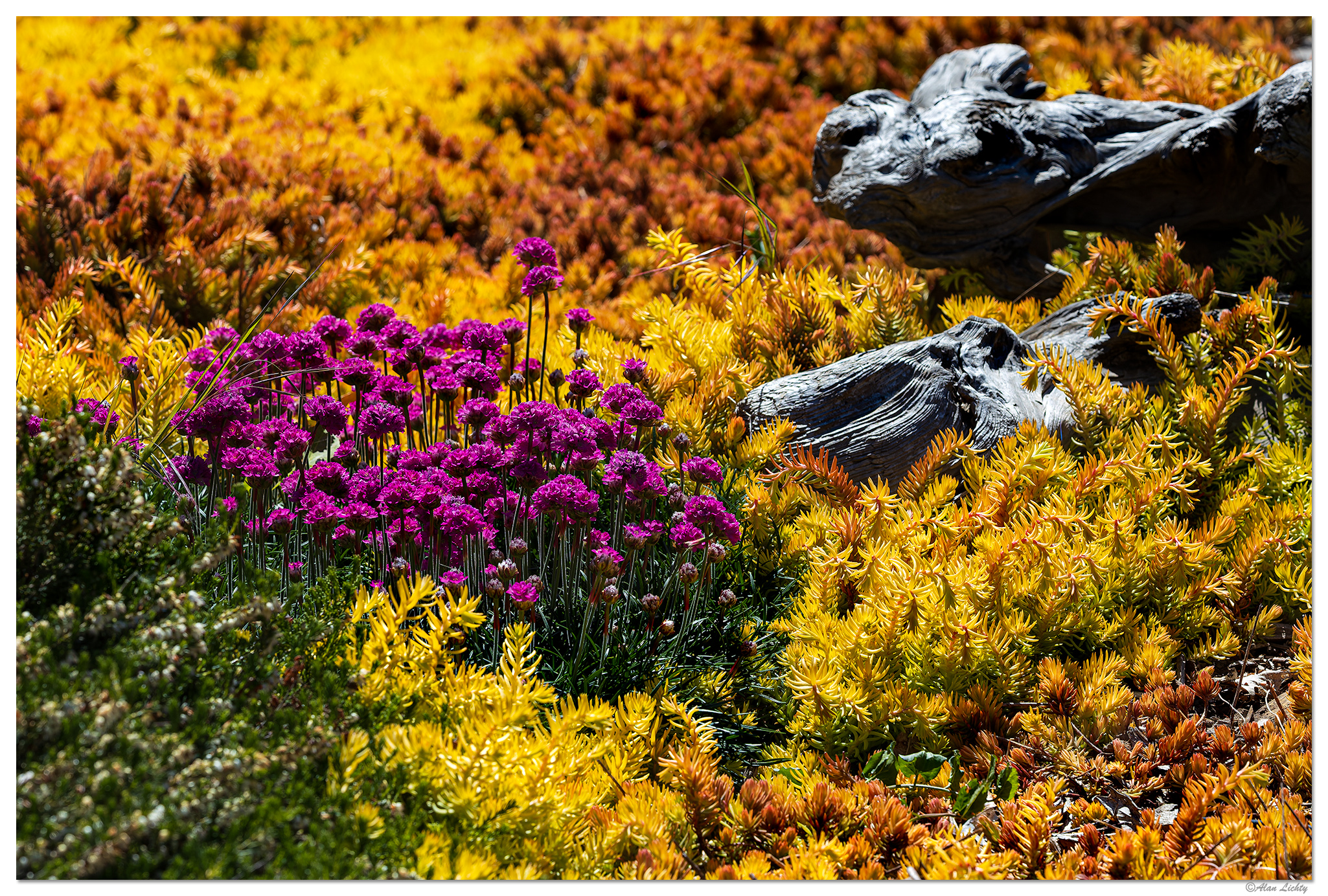 CR5m2_BacklitLandscaping050525.jpg