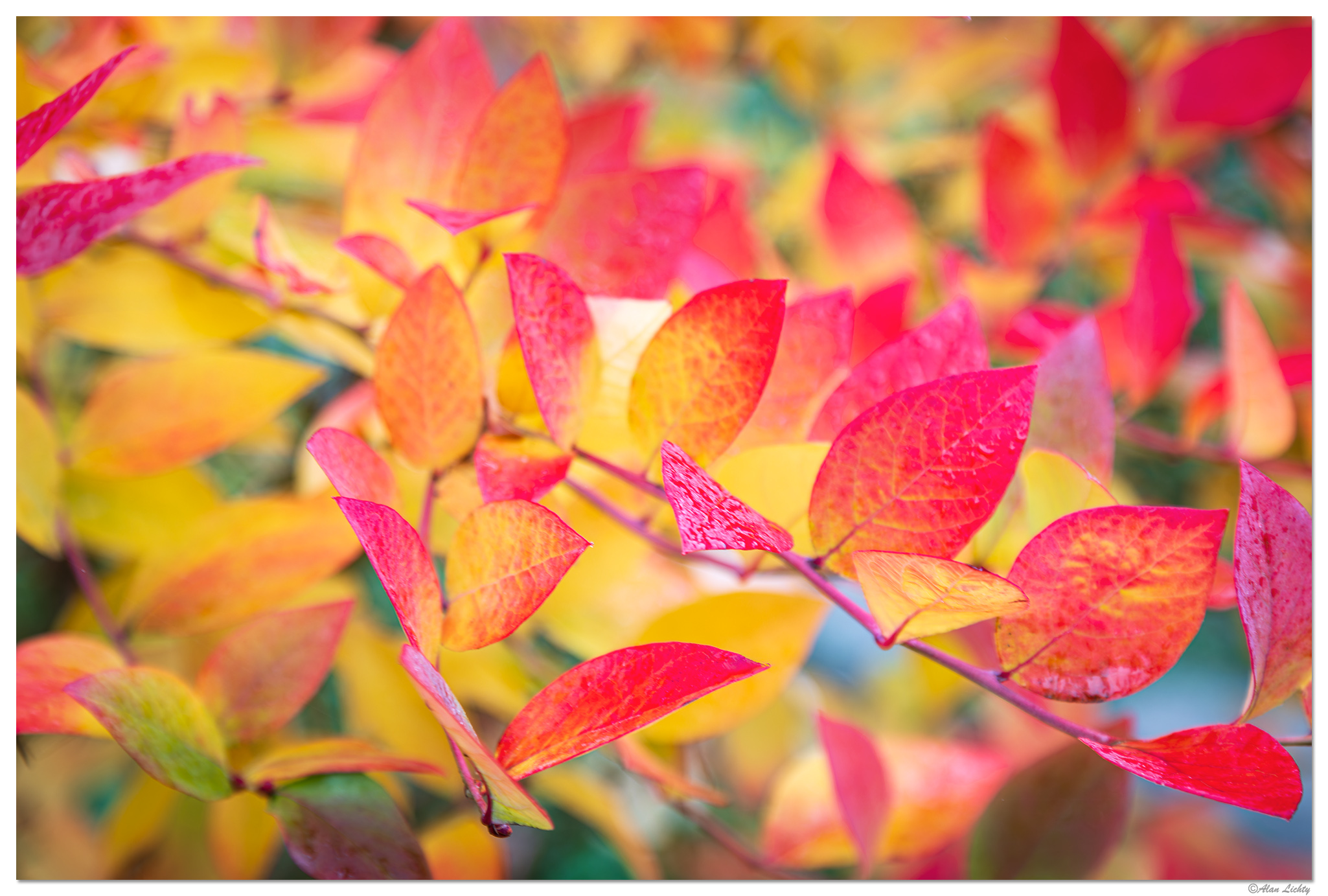 CR5m2_BBerriesFall111024.jpg