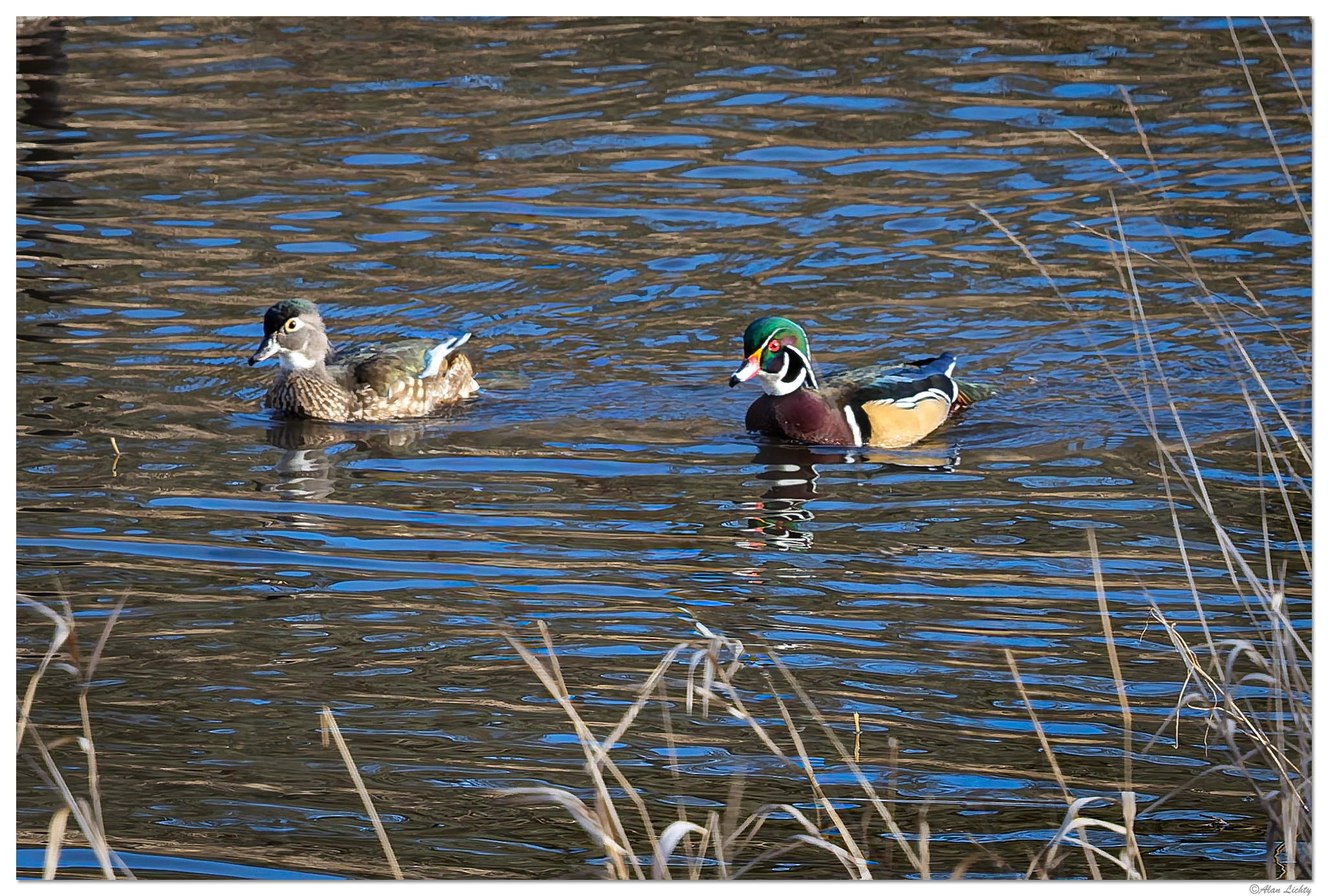 CR5m2_BBWoodies010825.jpg