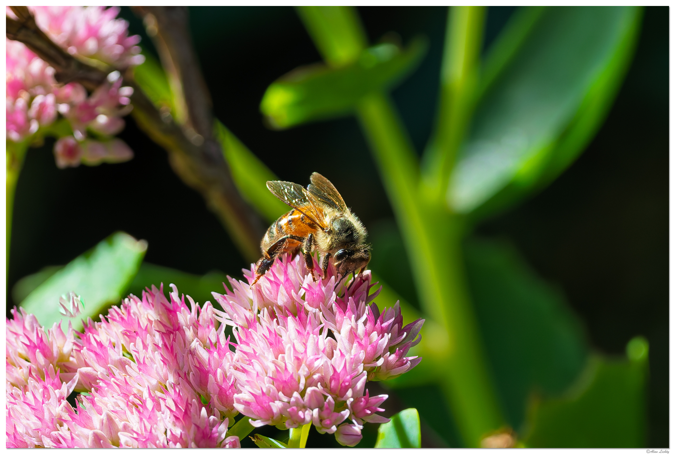CR5m2_BeeSedum091626.jpg