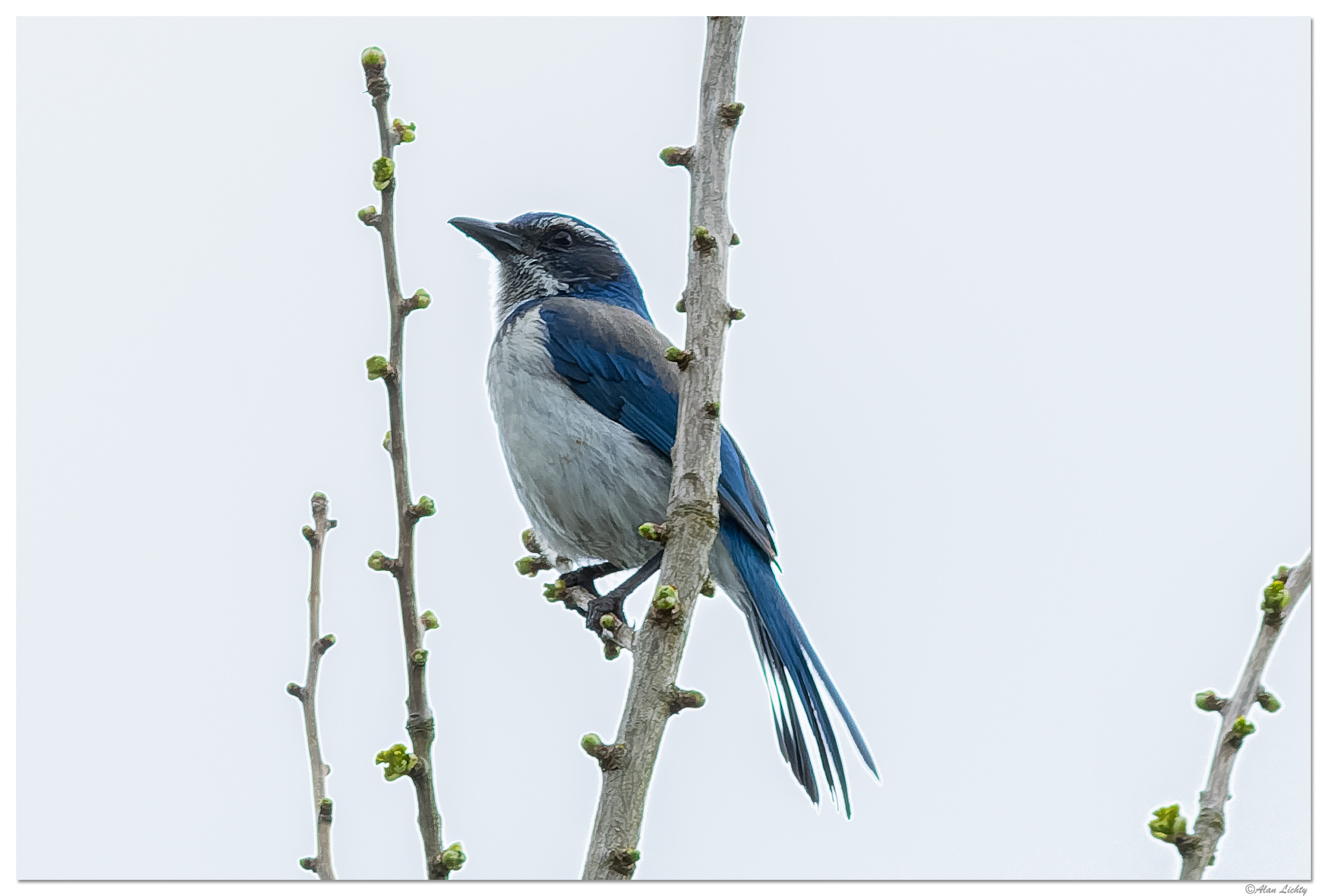 CR5m2_BlueJay033025.jpg