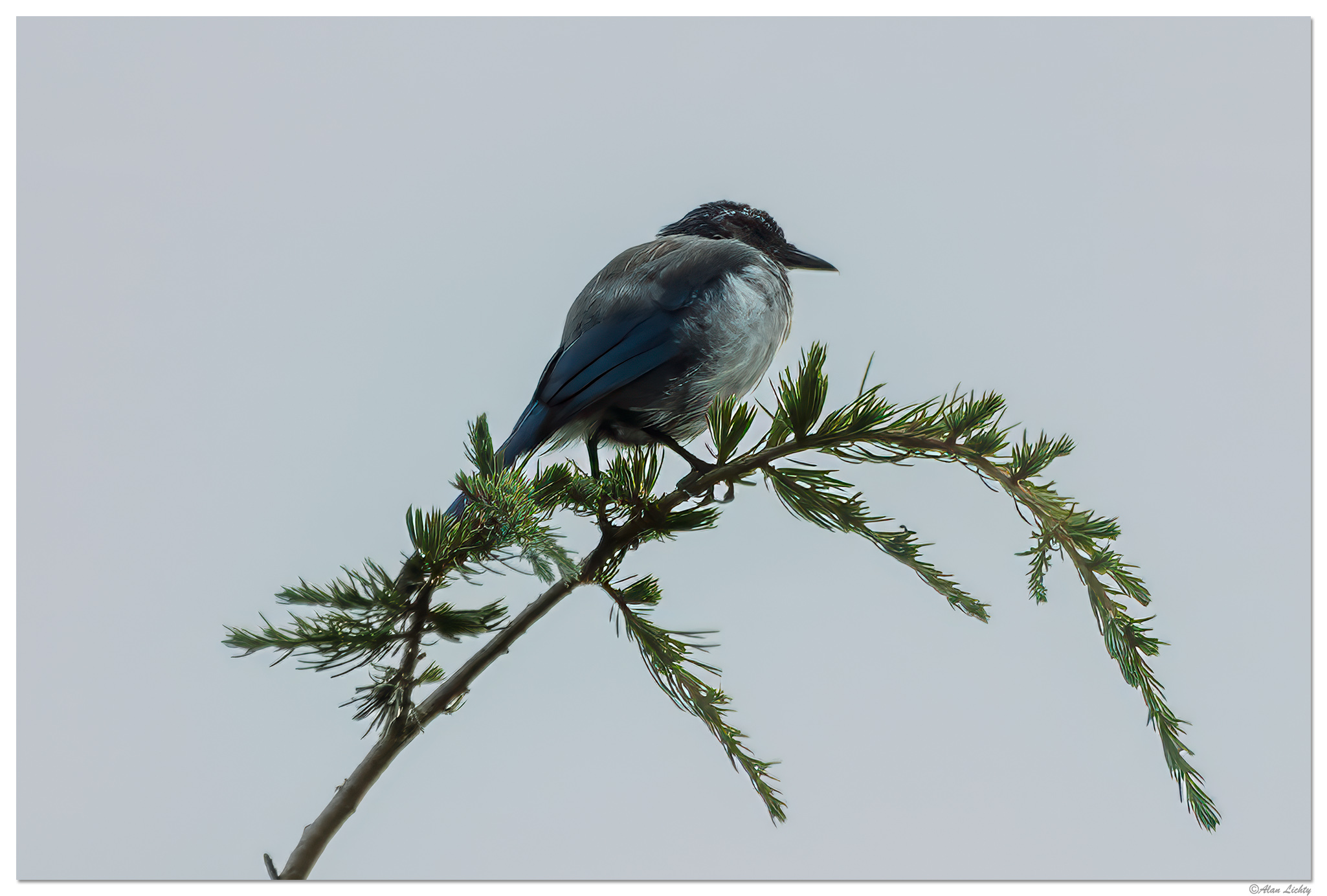 CR5m2_BlueJay082424.jpg