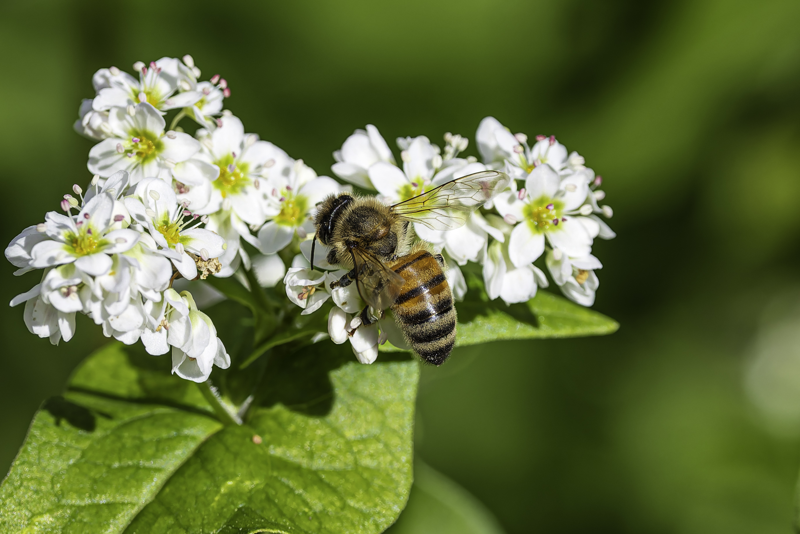CR5m2_BuckWheatBee1092725.jpg
