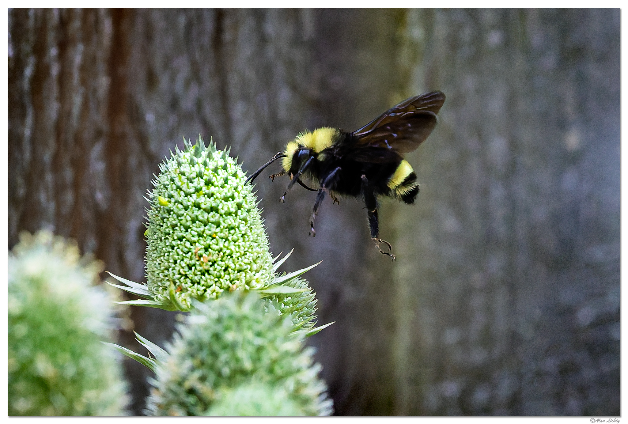 CR5m2_Bumble1072025.jpg