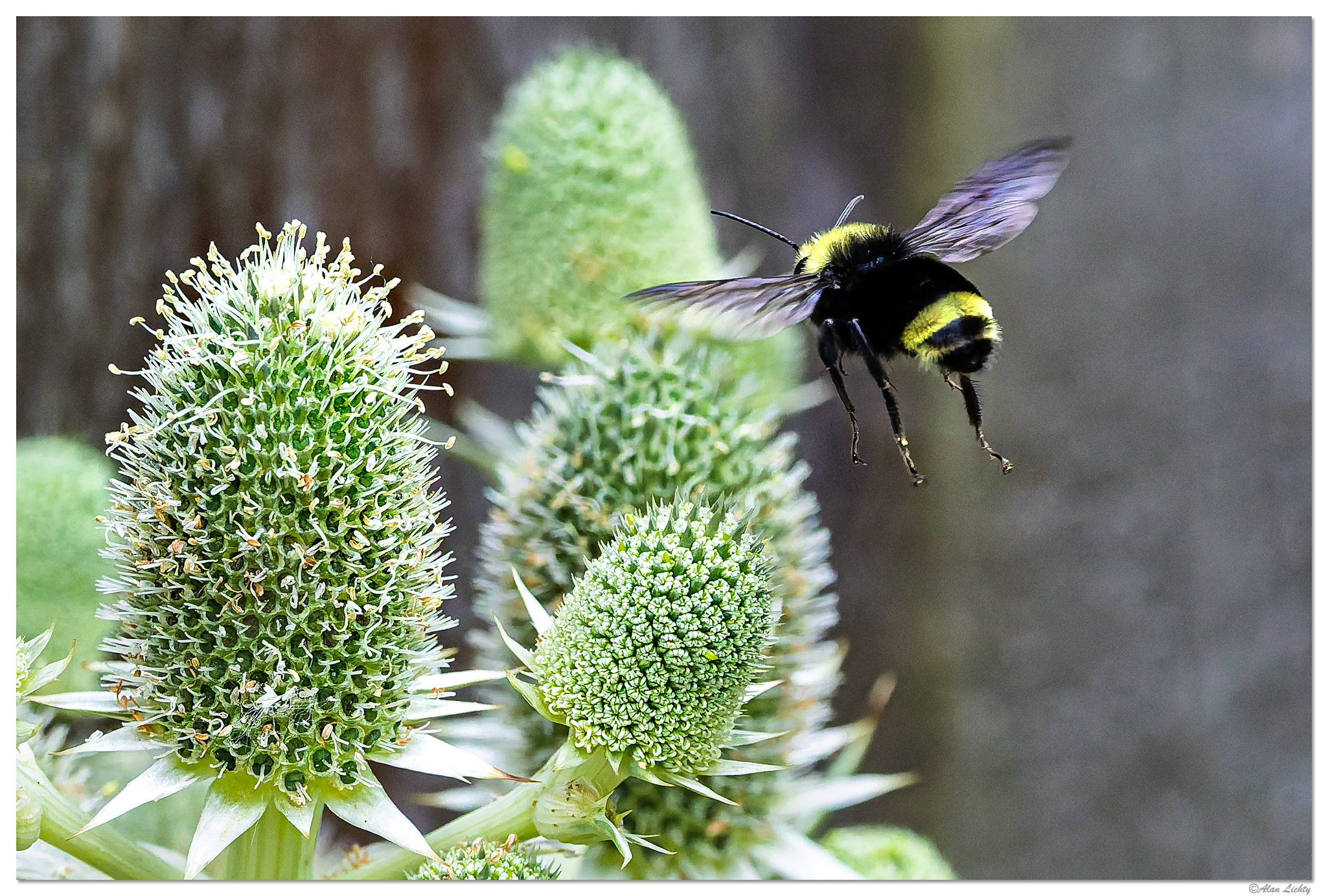 CR5m2_Bumble2072025.jpg