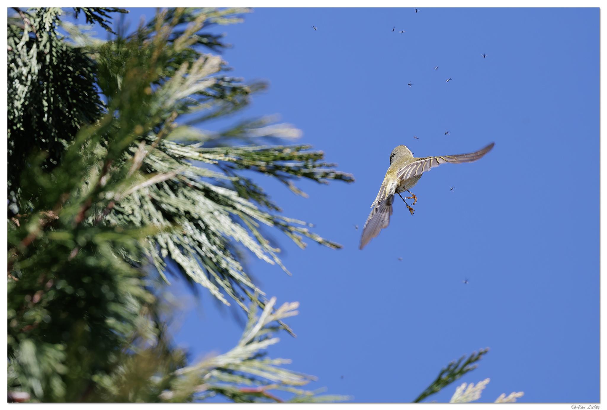 CR5m2_Bushtit030525-2.jpg