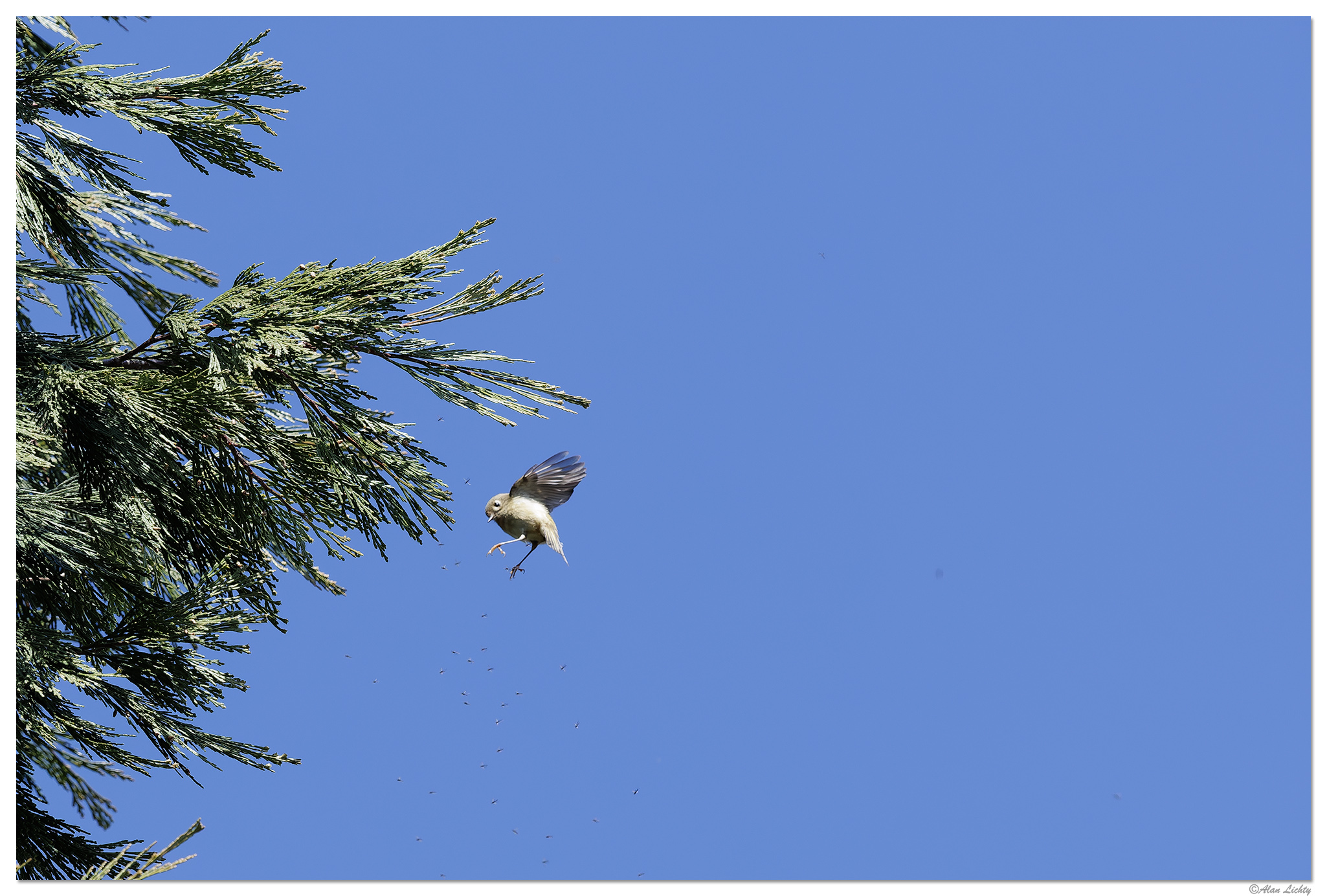 CR5m2_Bushtit030525-4.jpg