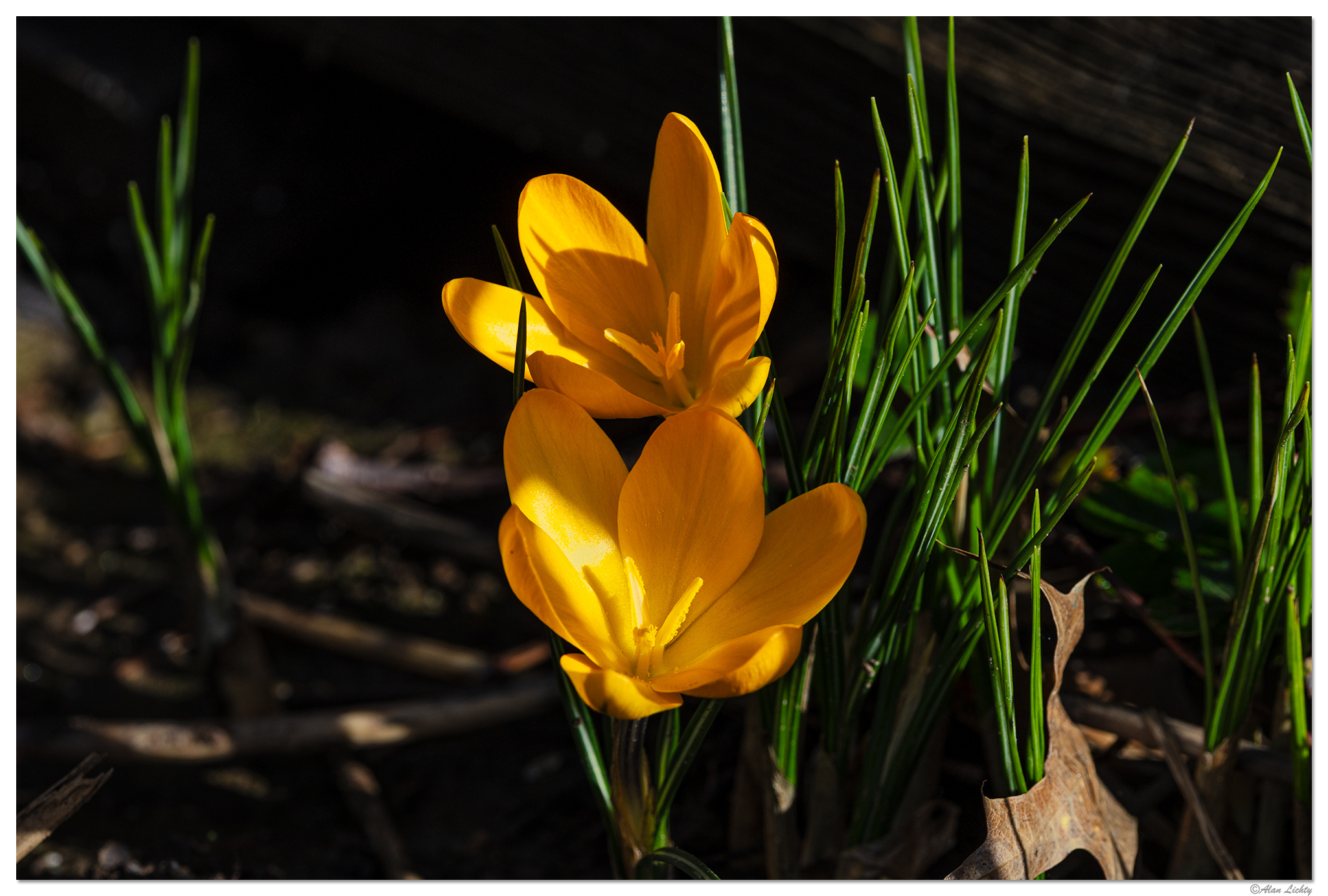 CR5m2_BYCrocus020326.jpg