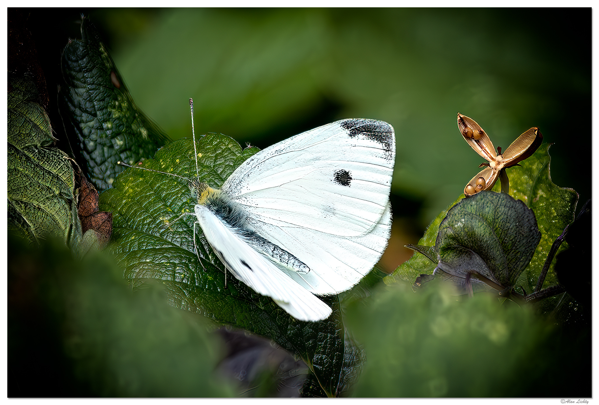 CR5m2_CabbageWhiteButterfly082424.jpg