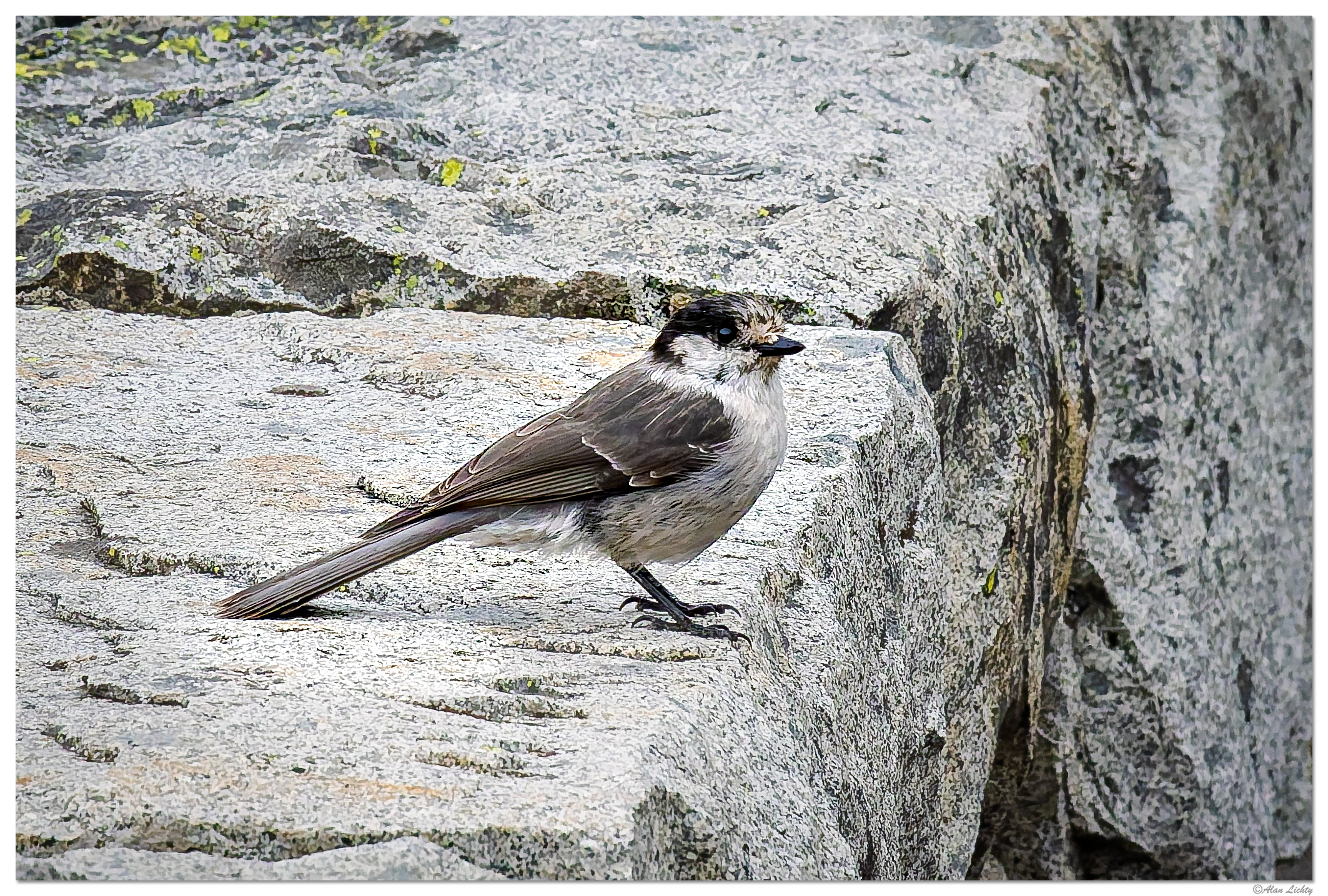 CR5m2_CanadaJay092525.jpg