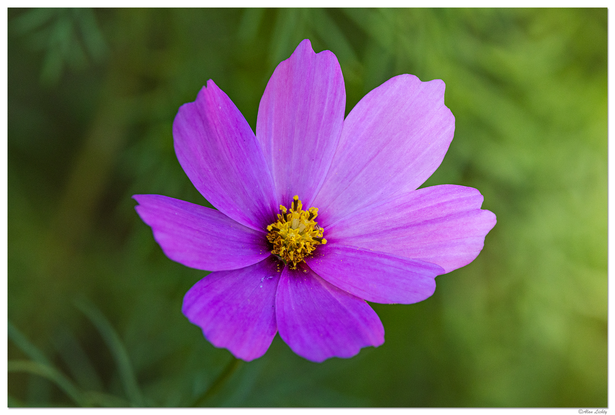 CR5m2_Cosmos100725.jpg