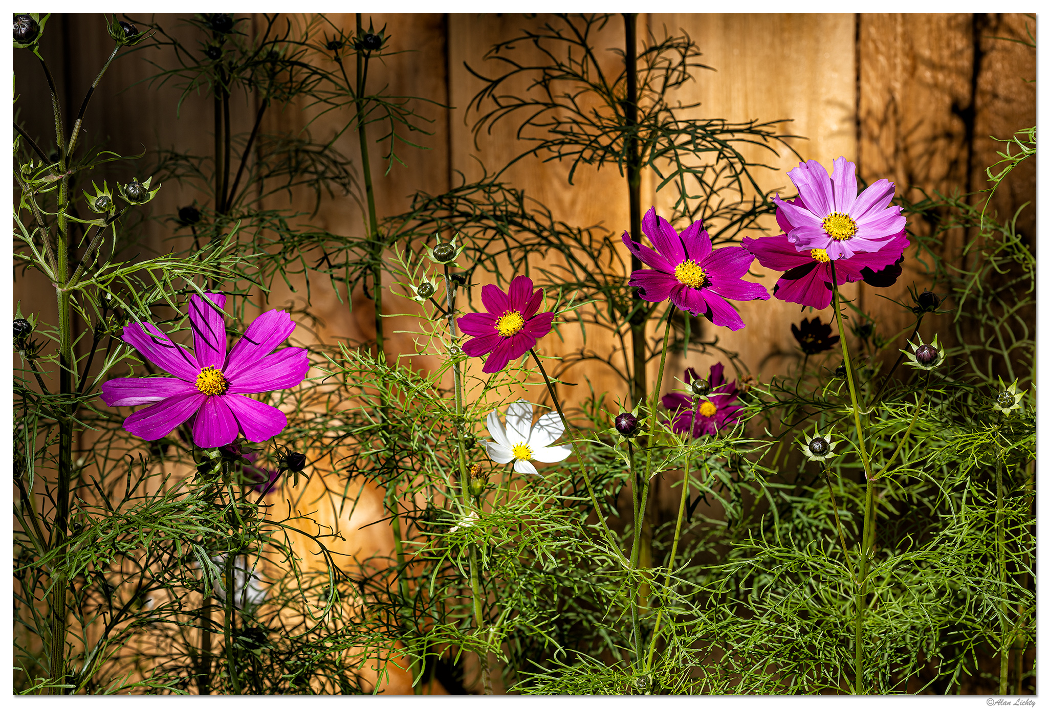 CR5m2_Cosmos101825.jpg