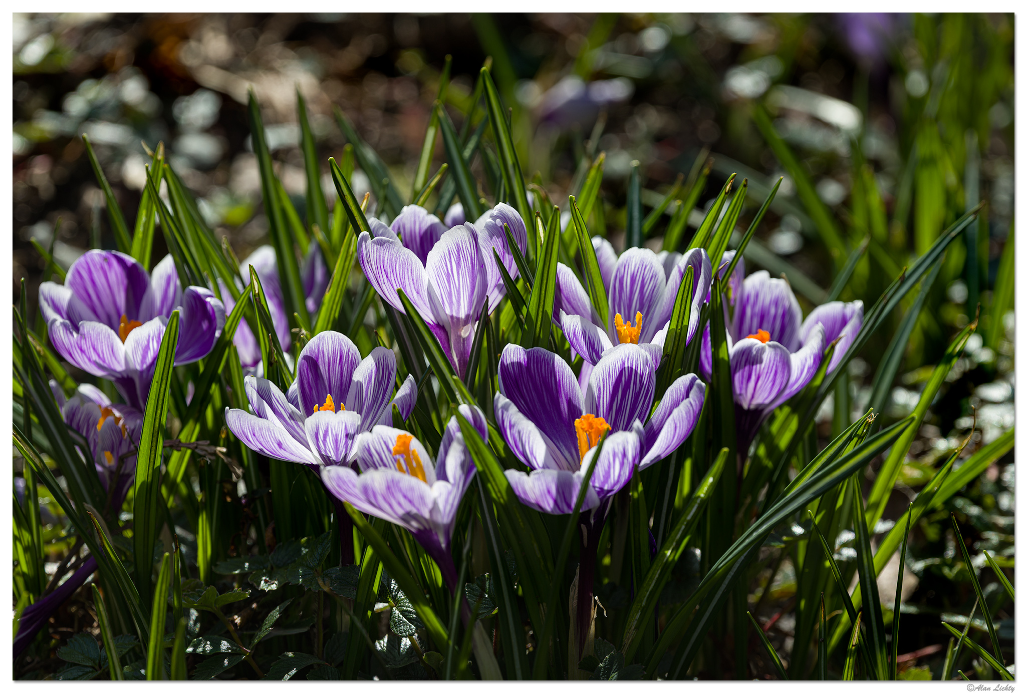 CR5m2_CrocusColony030226.jpg