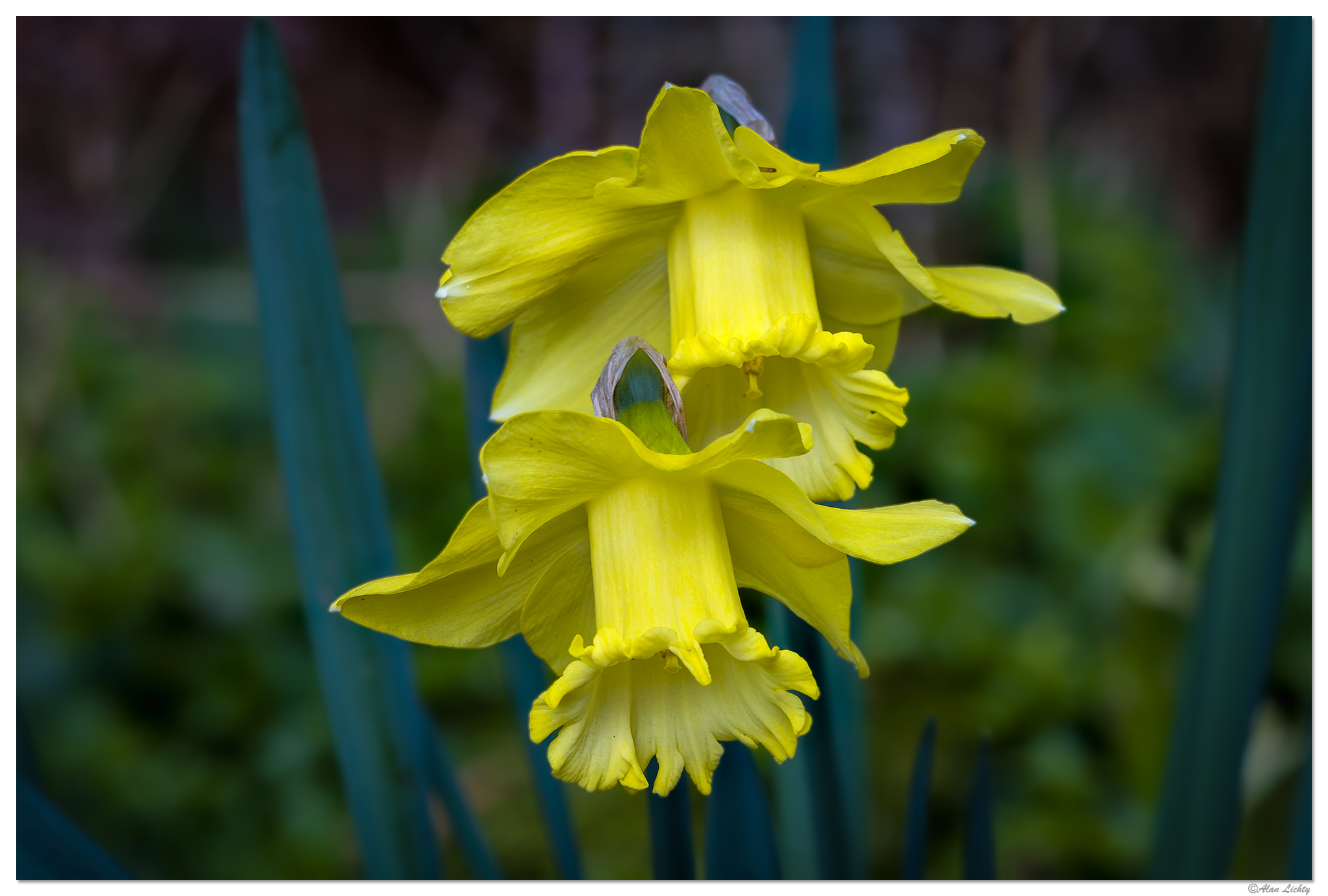 CR5m2_Daffodil031026.jpg