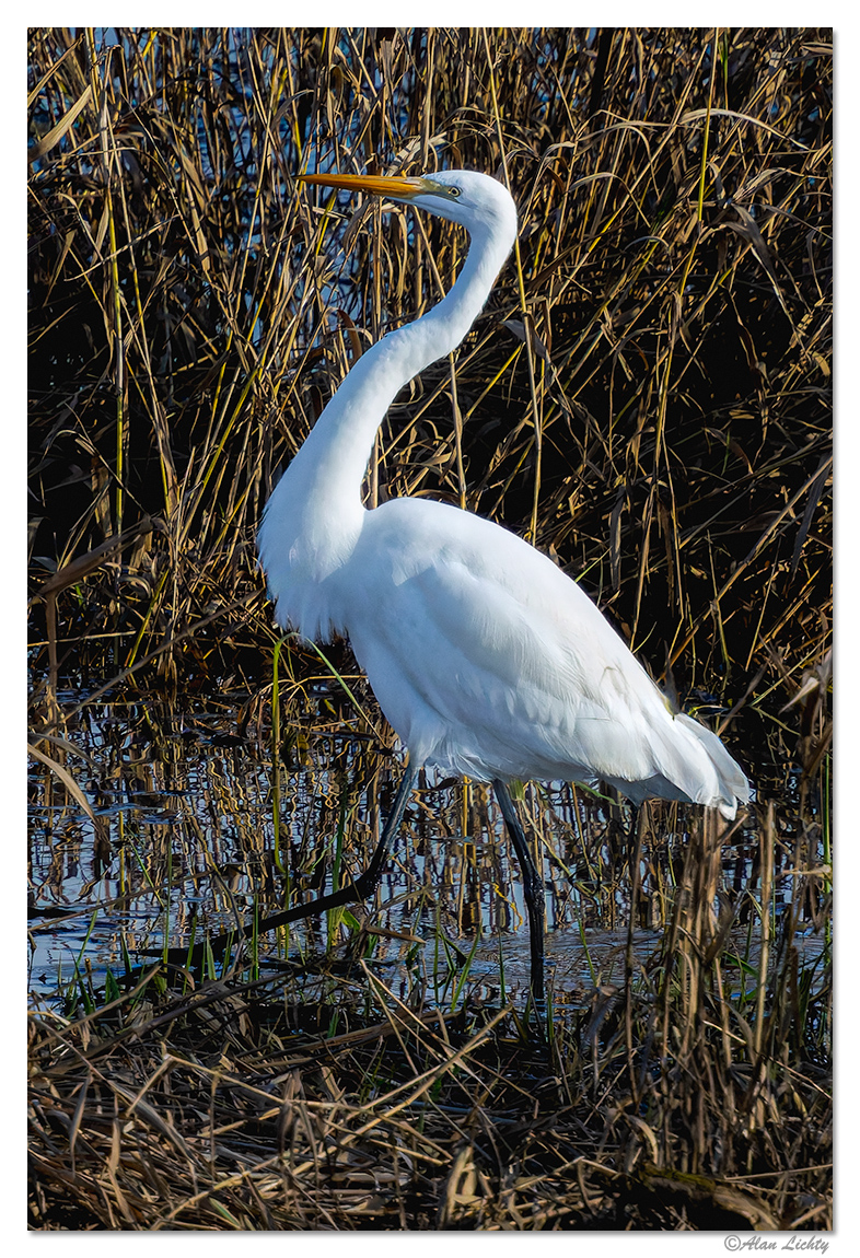 CR5m2_EgretStrut010526.jpg