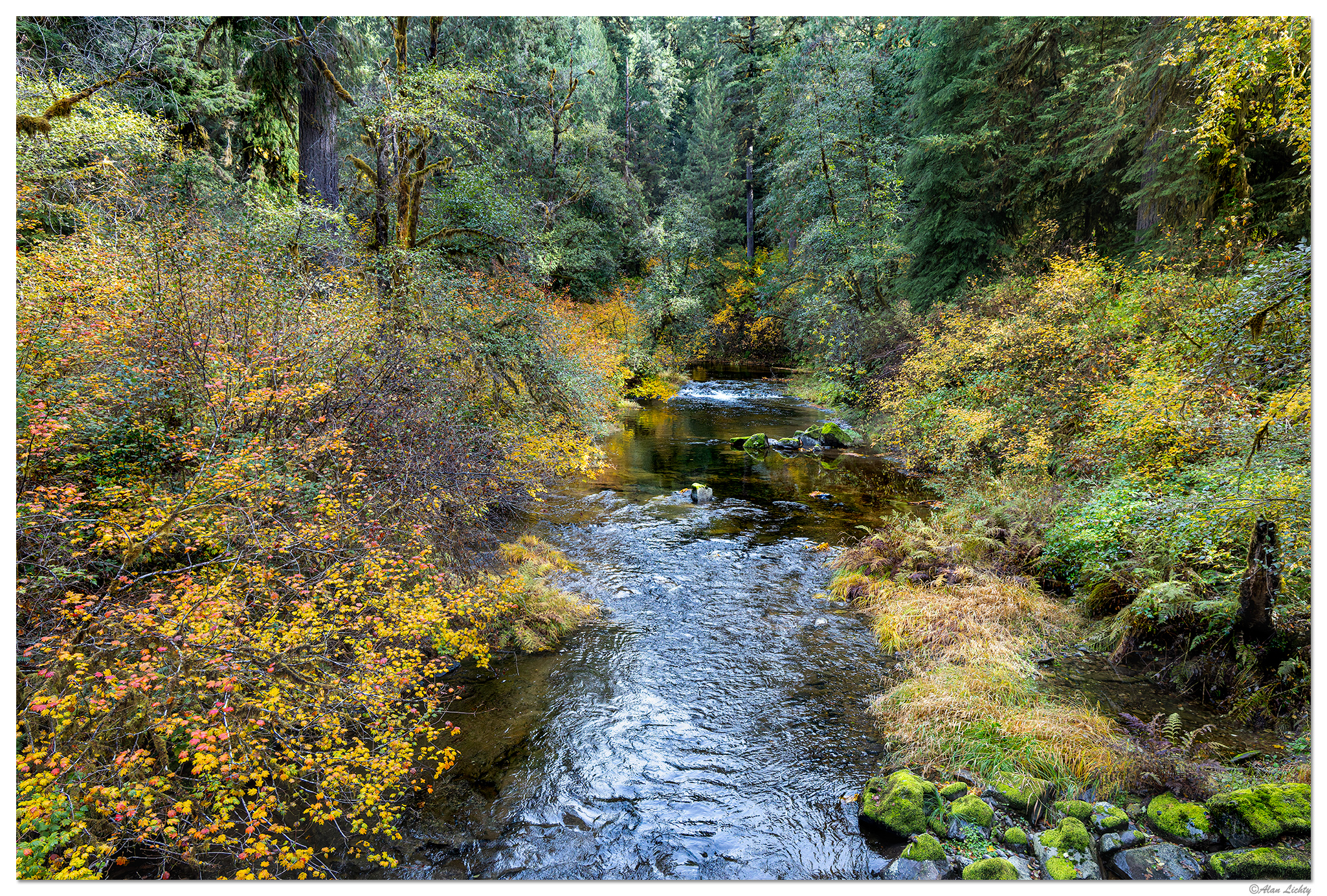 CR5M2_ForestFall102725.jpg