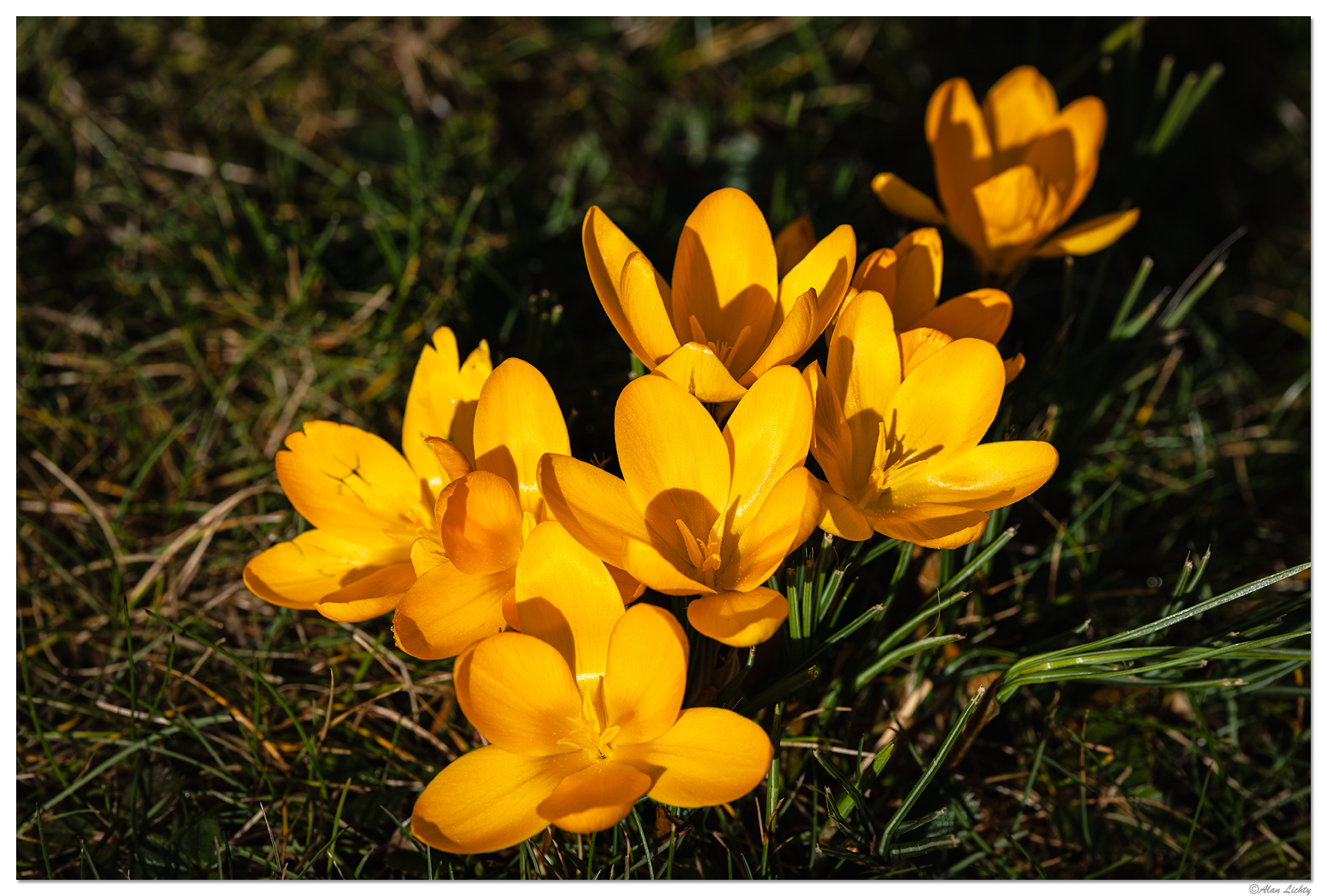 CR5m2_FYCrocus020326.jpg