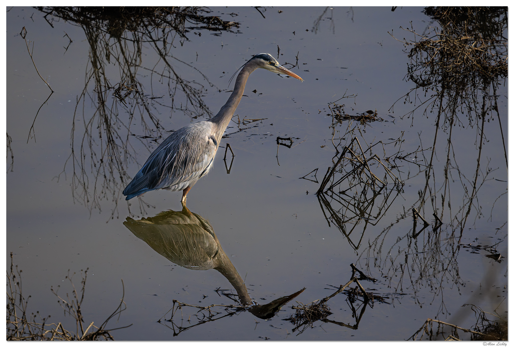 CR5m2_GBHSalmonCreek010825.jpg