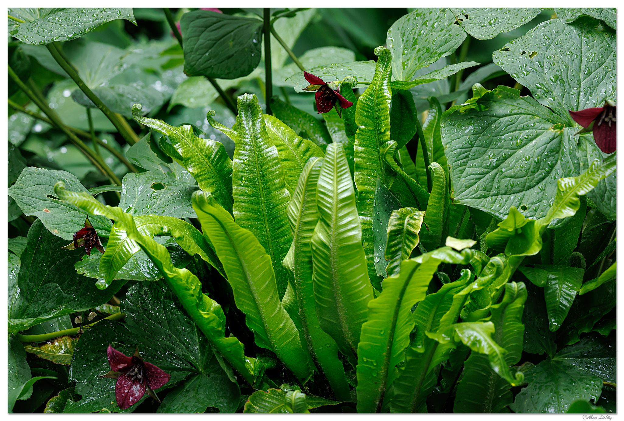 Ferns Pt. 2 | Focal World