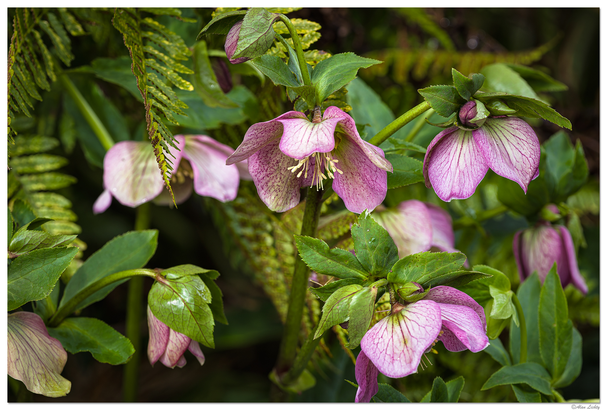 CR5m2_Hellebore030426.jpg