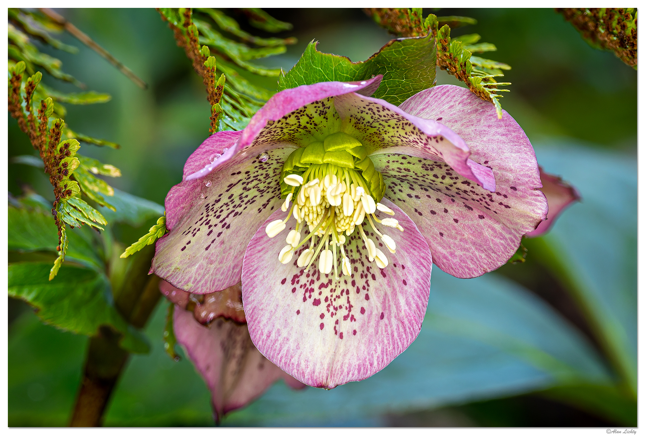 CR5m2_Helleborus021925.jpg