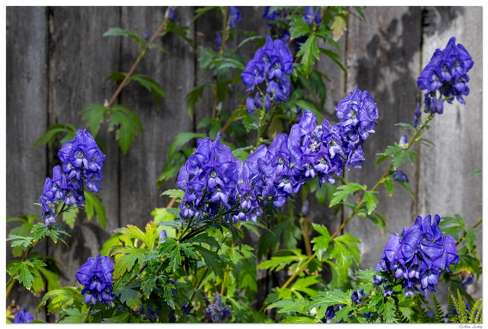 CR5m2_LastBloom102024.jpg
